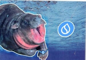 بهترین میم کوینهای سویی: نگاهی به جدیدترین ترند بازار کریپتو